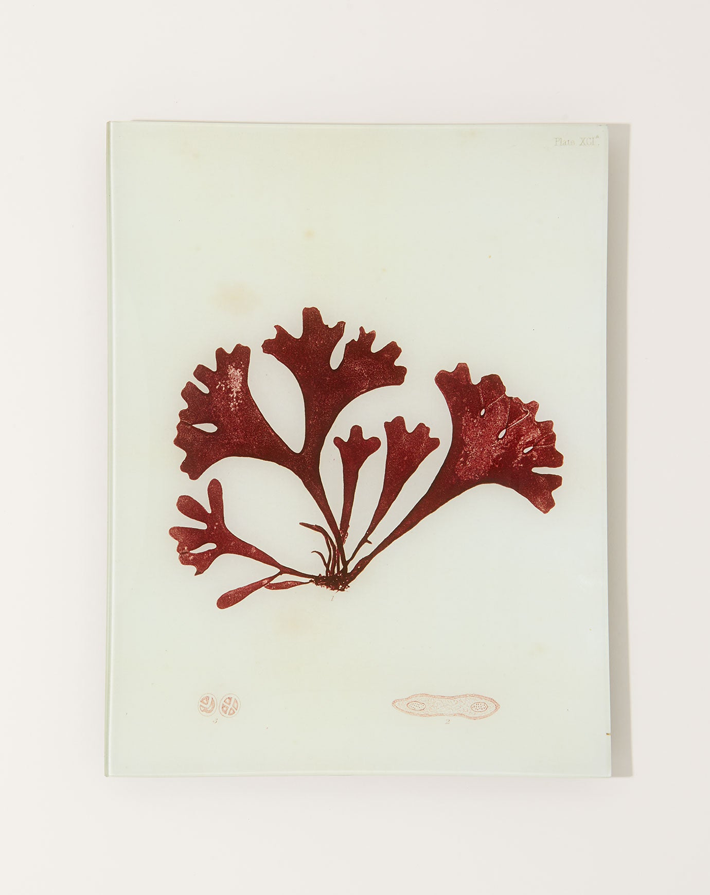 John Derian #14 Seaweed (XCIA) Tray