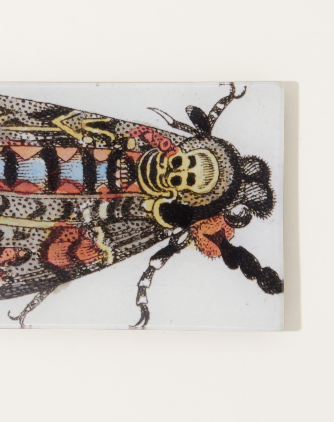 John Derian Death Head Moth Rectangular Tray