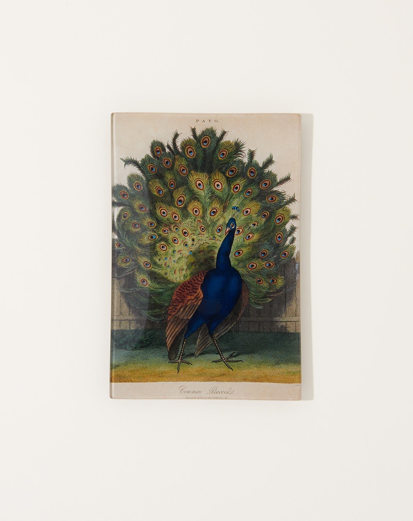 John Derian Common Peacock Rectangular Tray