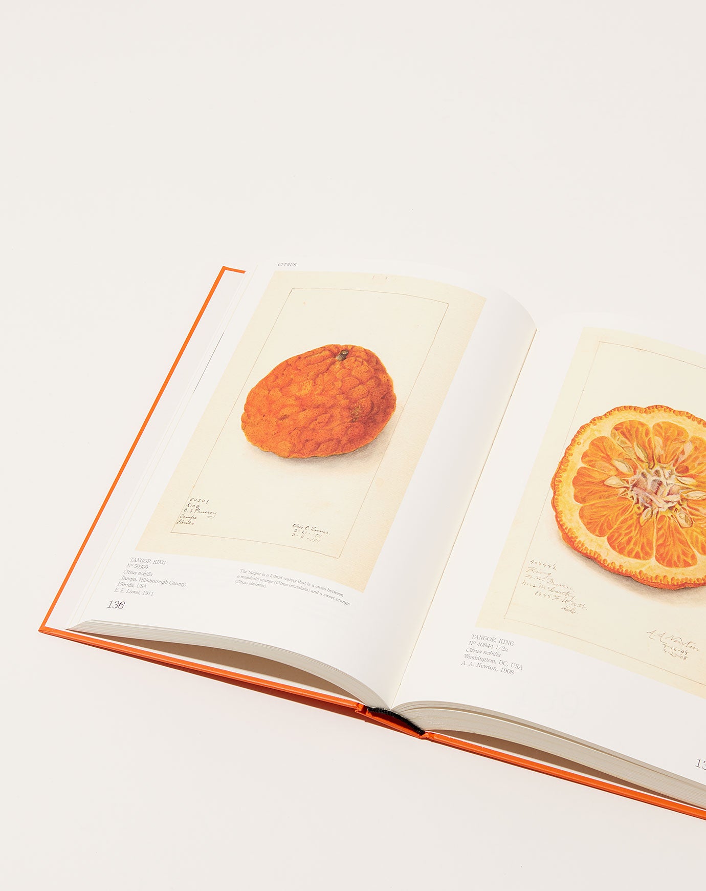 Artbook An Illustrated Catalog of American Fruits & Nuts