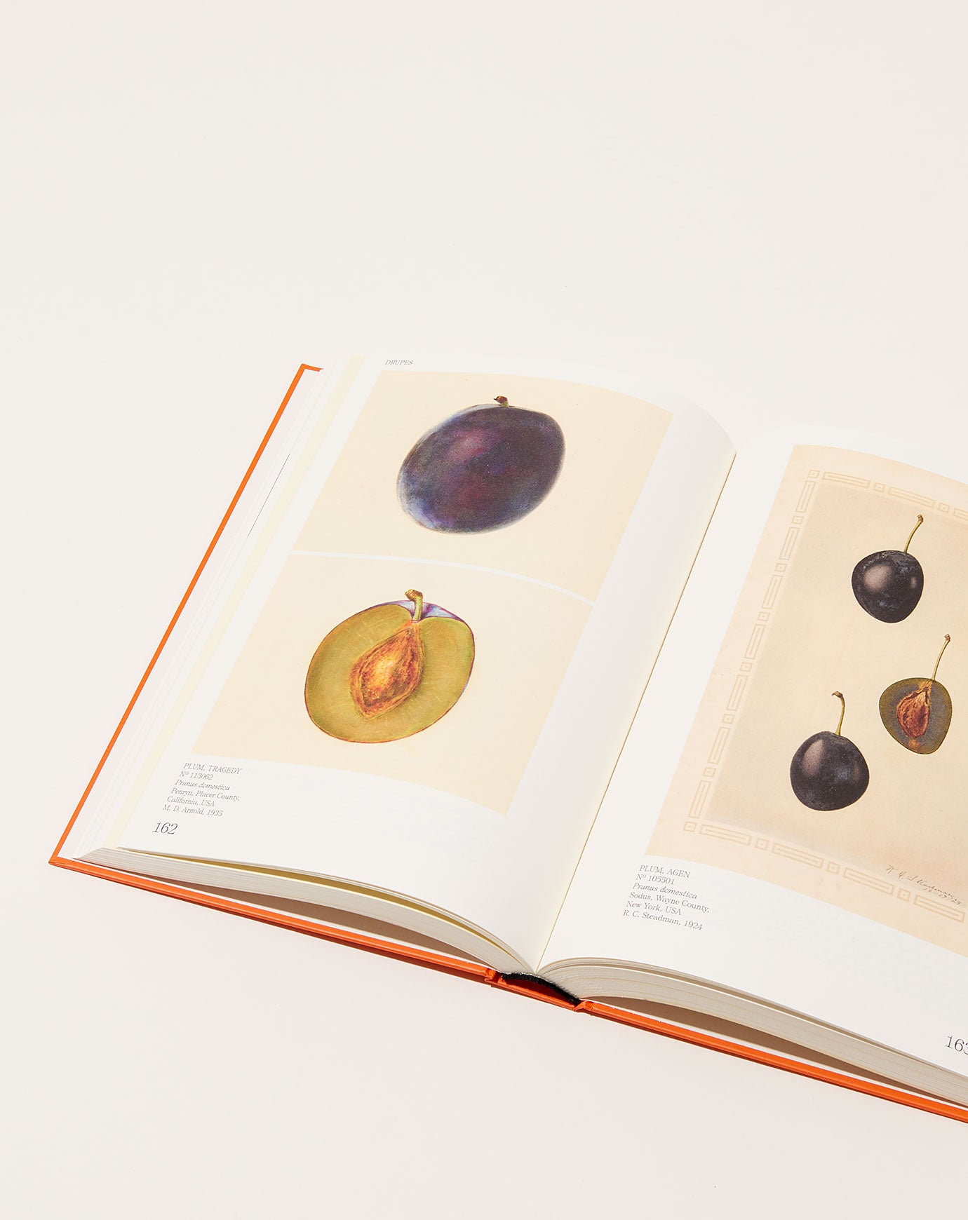 Artbook An Illustrated Catalog of American Fruits & Nuts