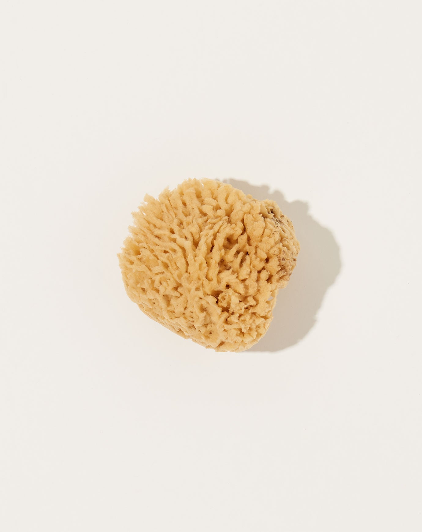 Fredericks & Mae Natural Sea Sponge