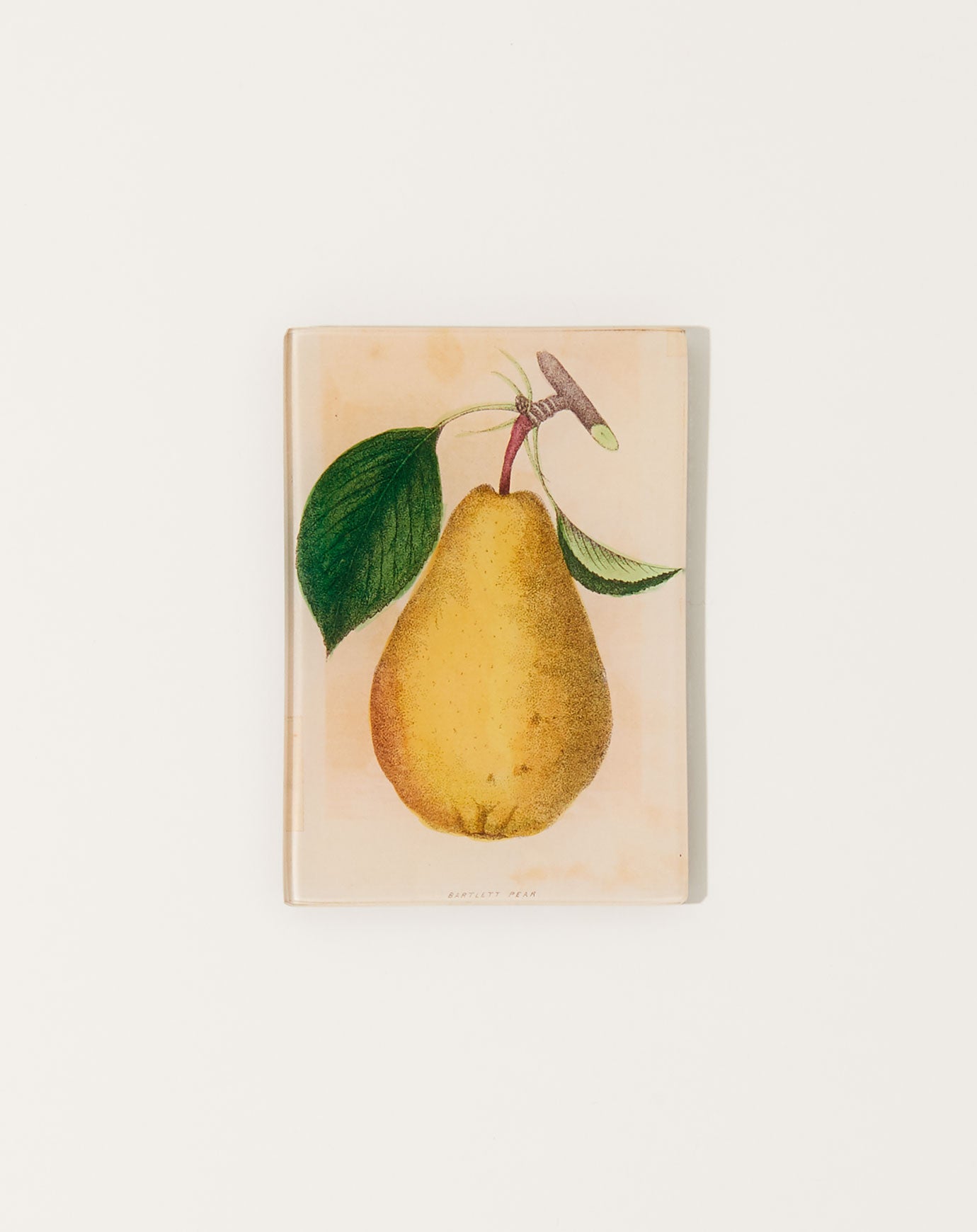 John Derian Bartlett Pear Tiny Tray