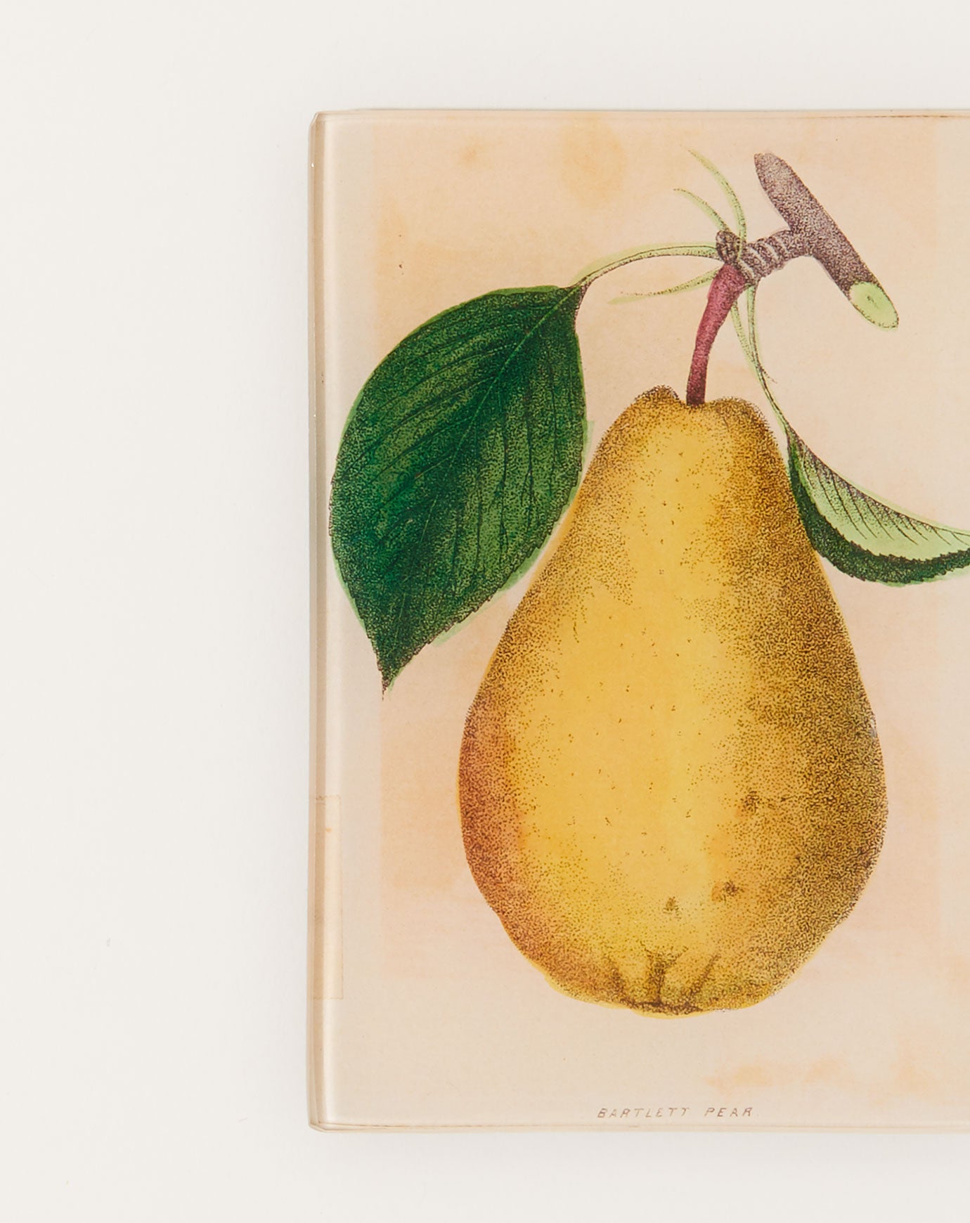 John Derian Bartlett Pear Tiny Tray