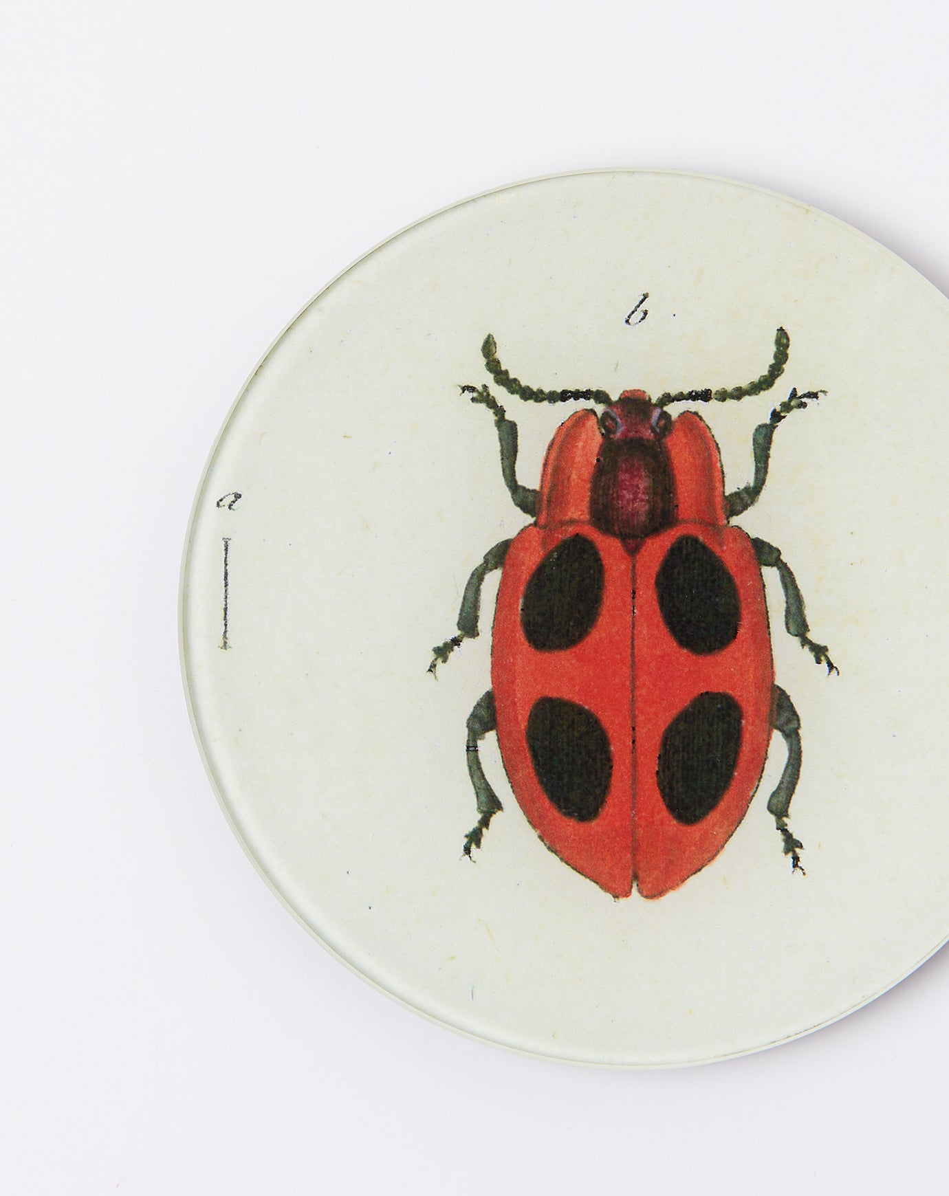 John Derian Big Dot Lady Bug 5 3/4" Round