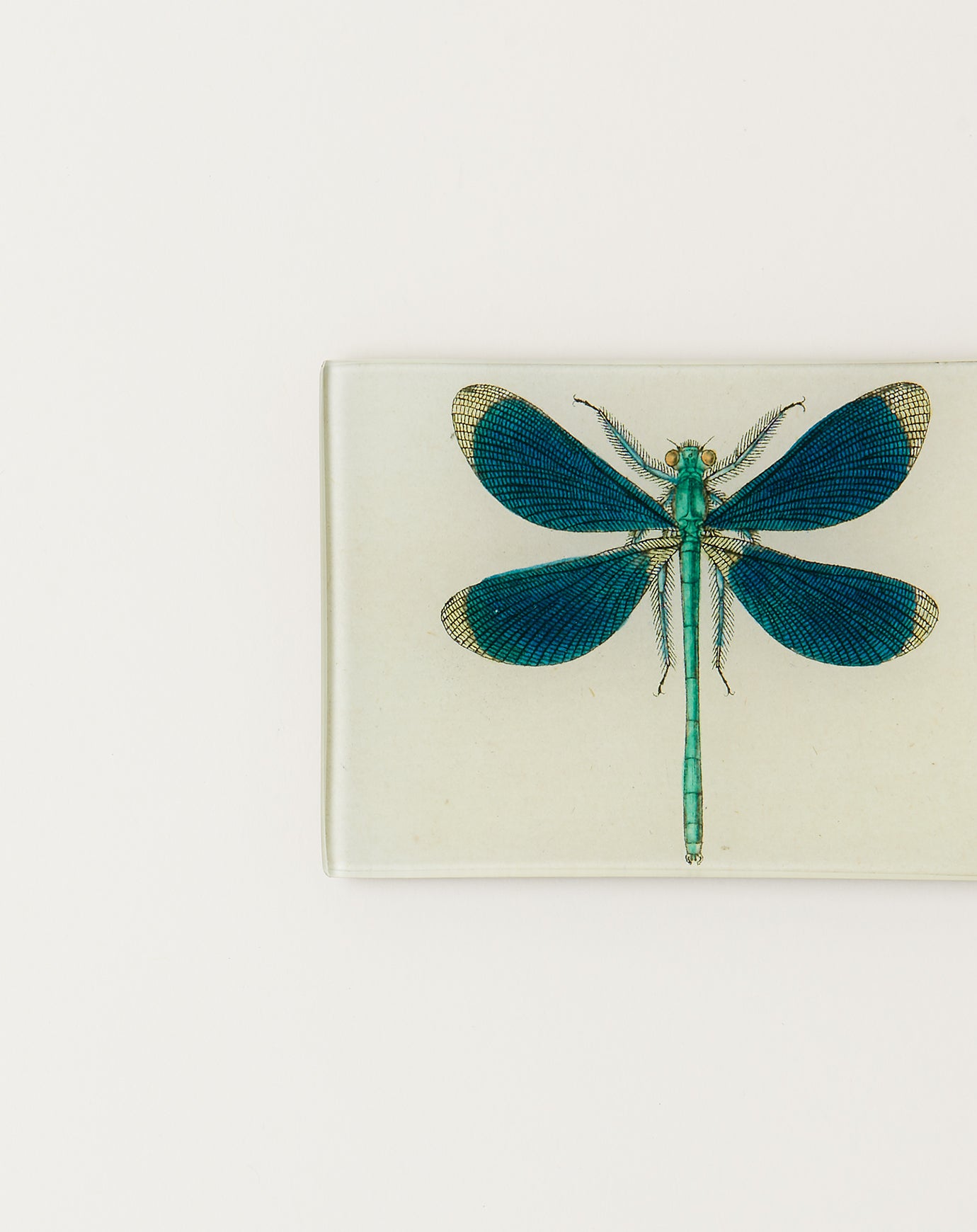 John Derian Dragonfly Pin Up Tiny Tray