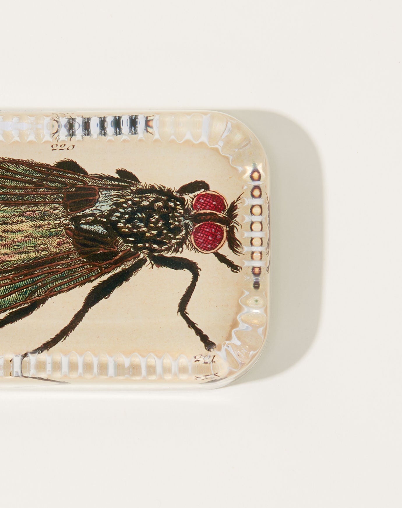 John Derian Fly Dotted Edge Paperweight