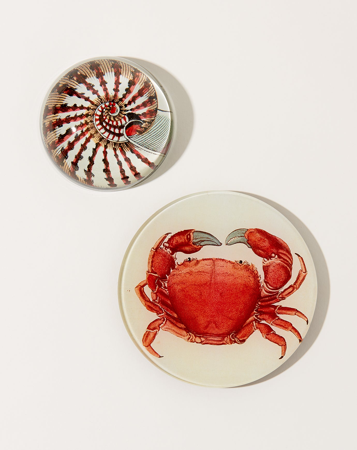 John Derian Nautilus Shell Dome Paperweight