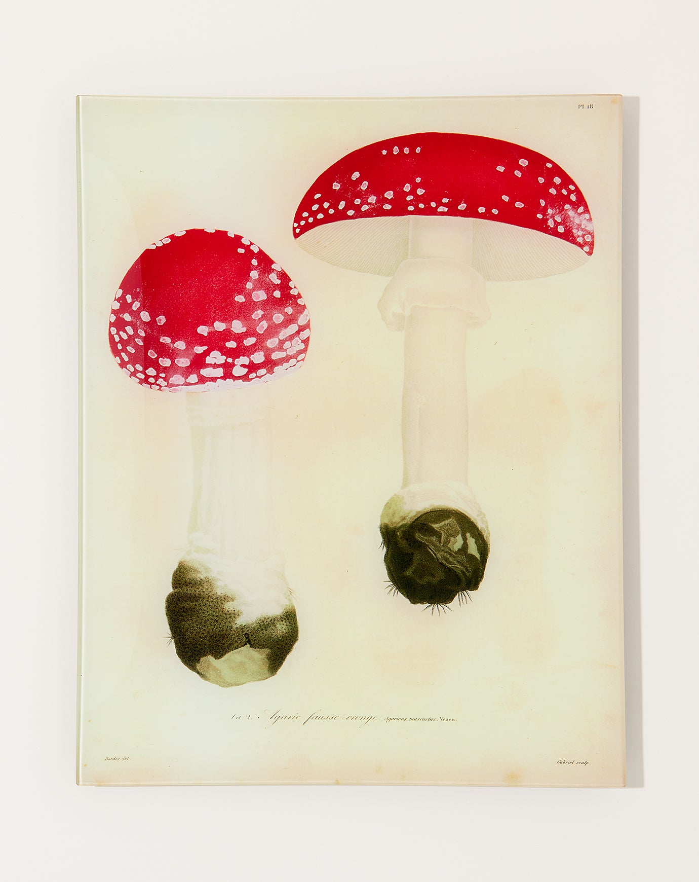 John Derian Mushrooms Pl.18 Wall Tray