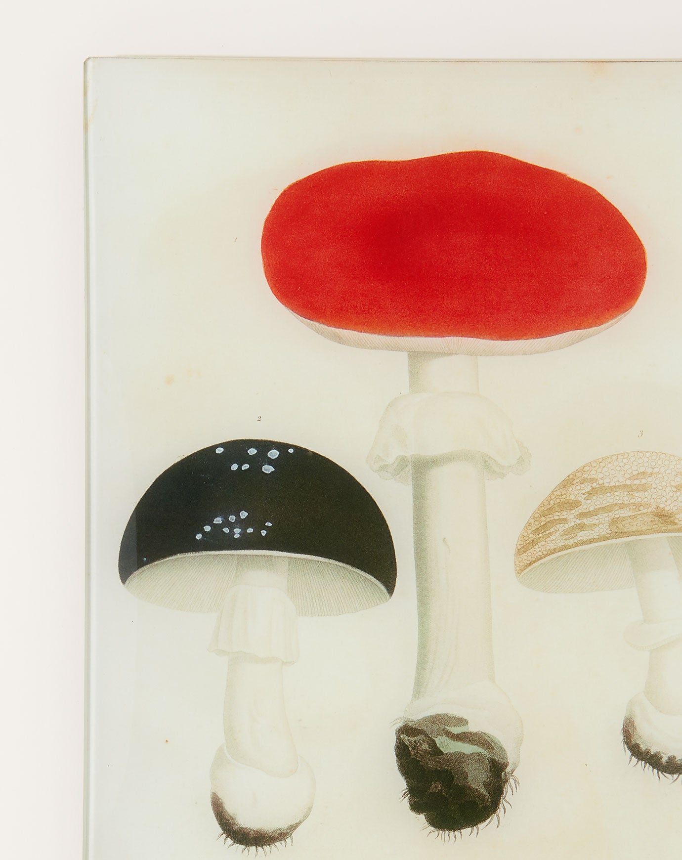 John Derian Mushrooms Pl.20 Wall Tray