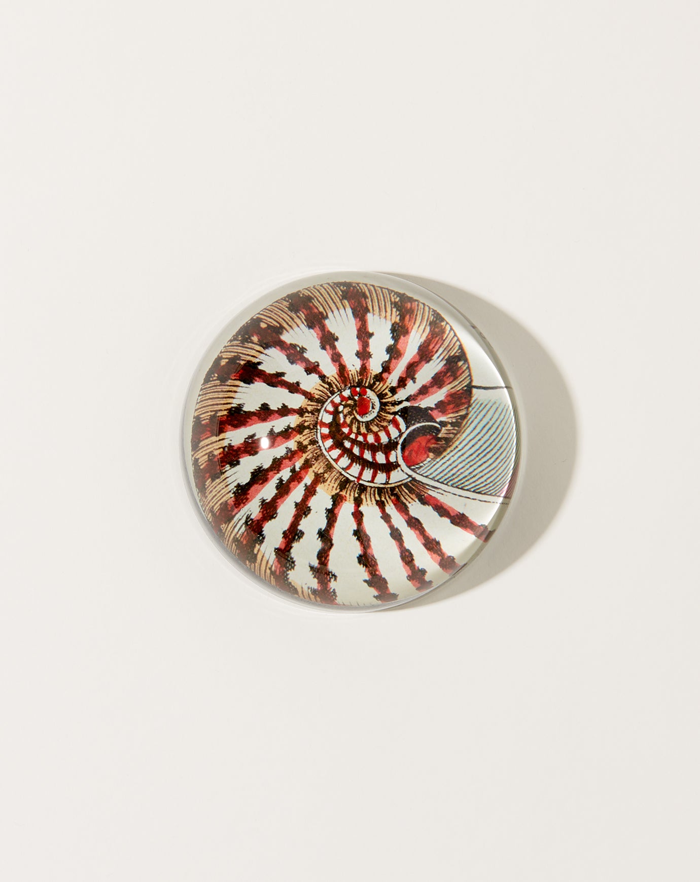 John Derian Nautilus Shell Dome Paperweight