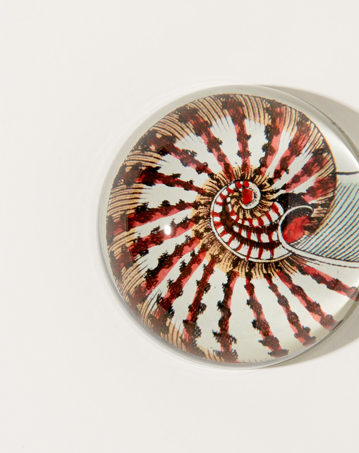 John Derian Nautilus Shell Dome Paperweight