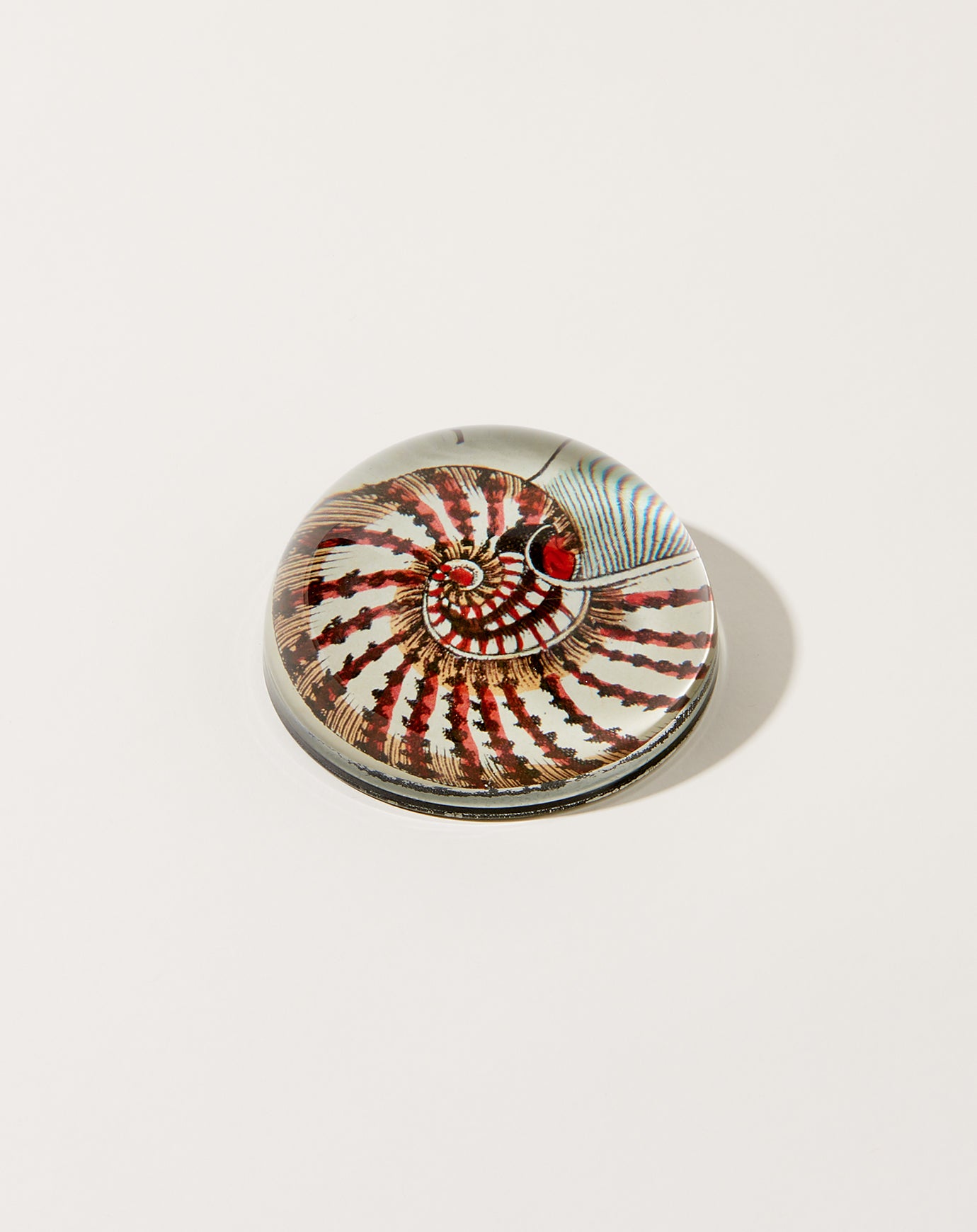 John Derian Nautilus Shell Dome Paperweight