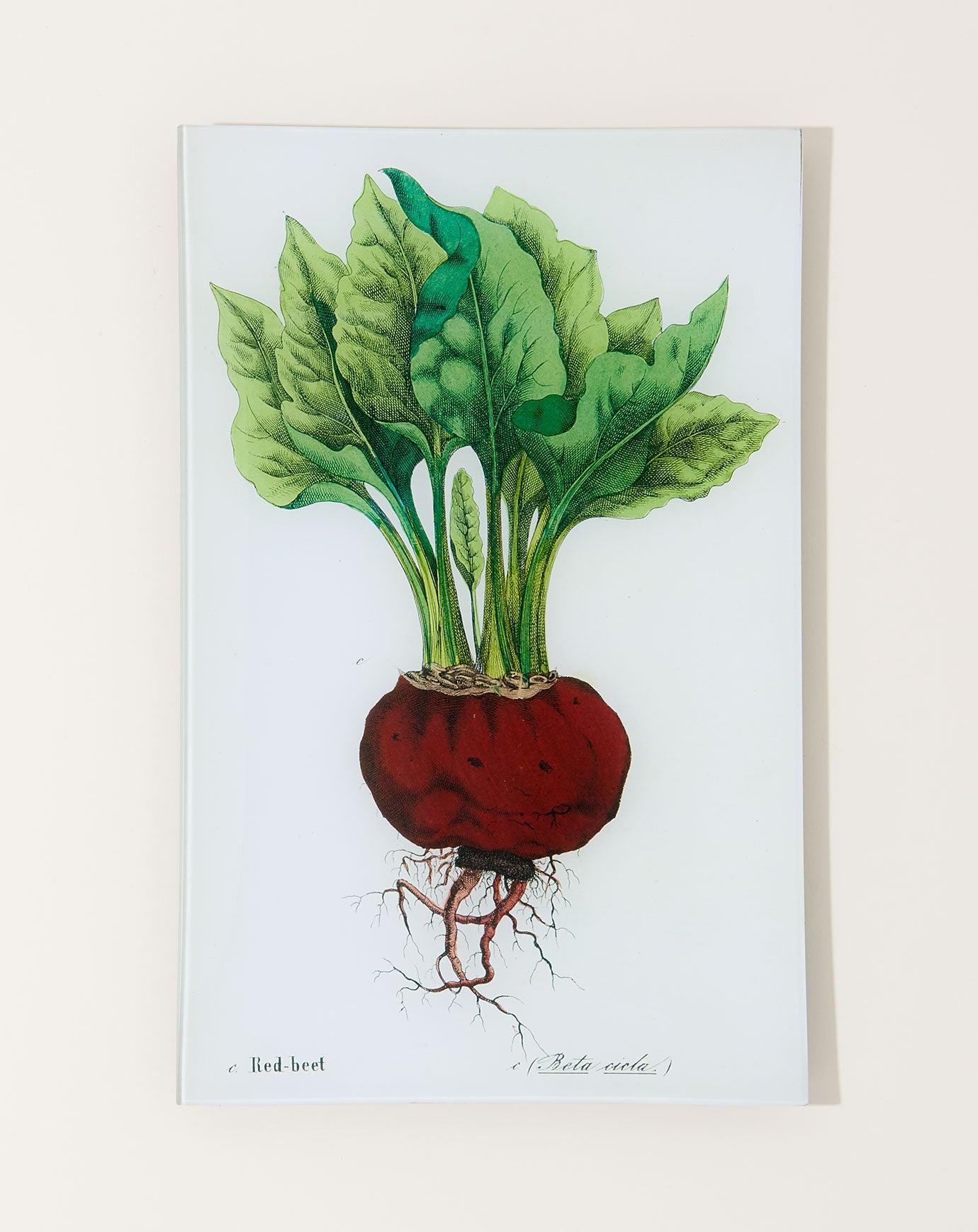 John Derian Single Beet (Kitchen Vegetables) Wall Tray