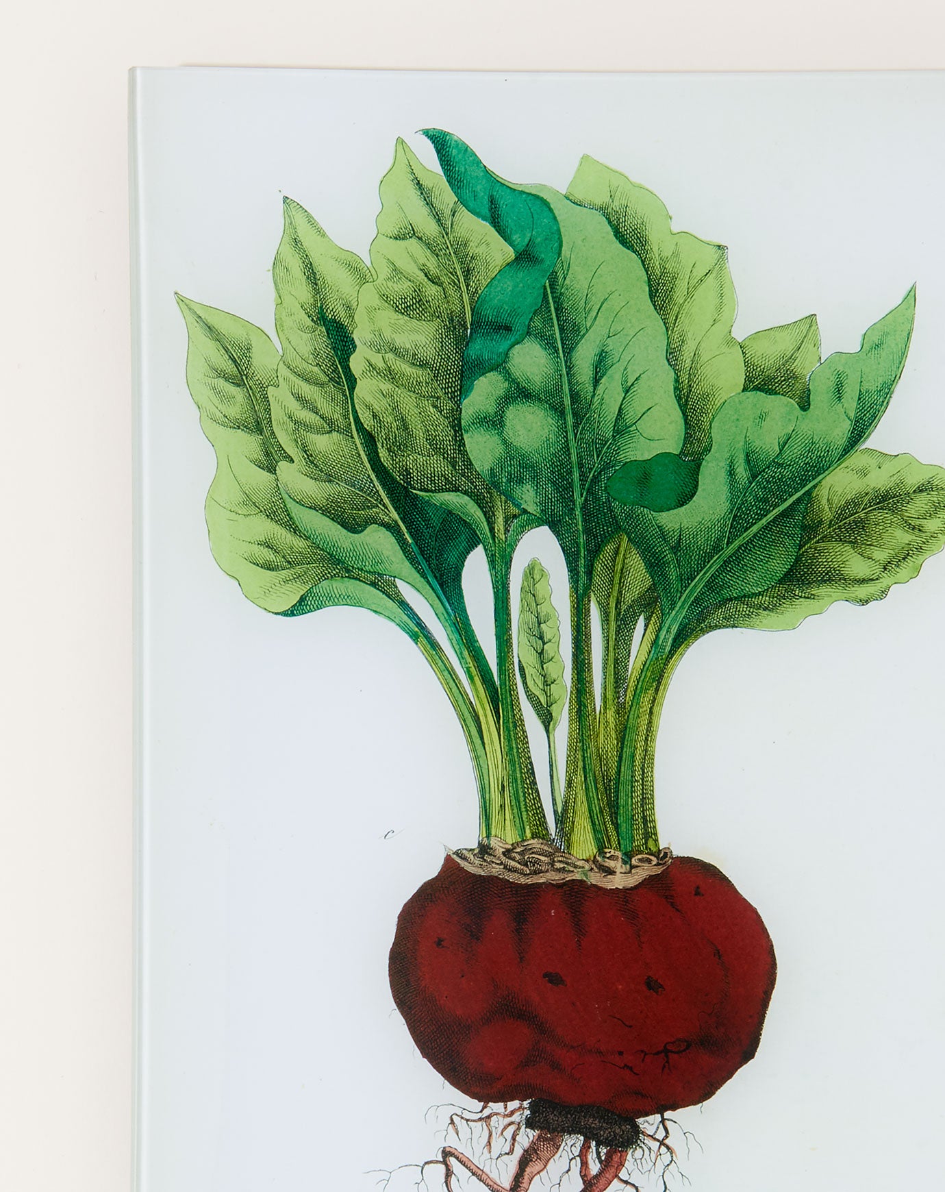 John Derian Single Beet (Kitchen Vegetables) Wall Tray