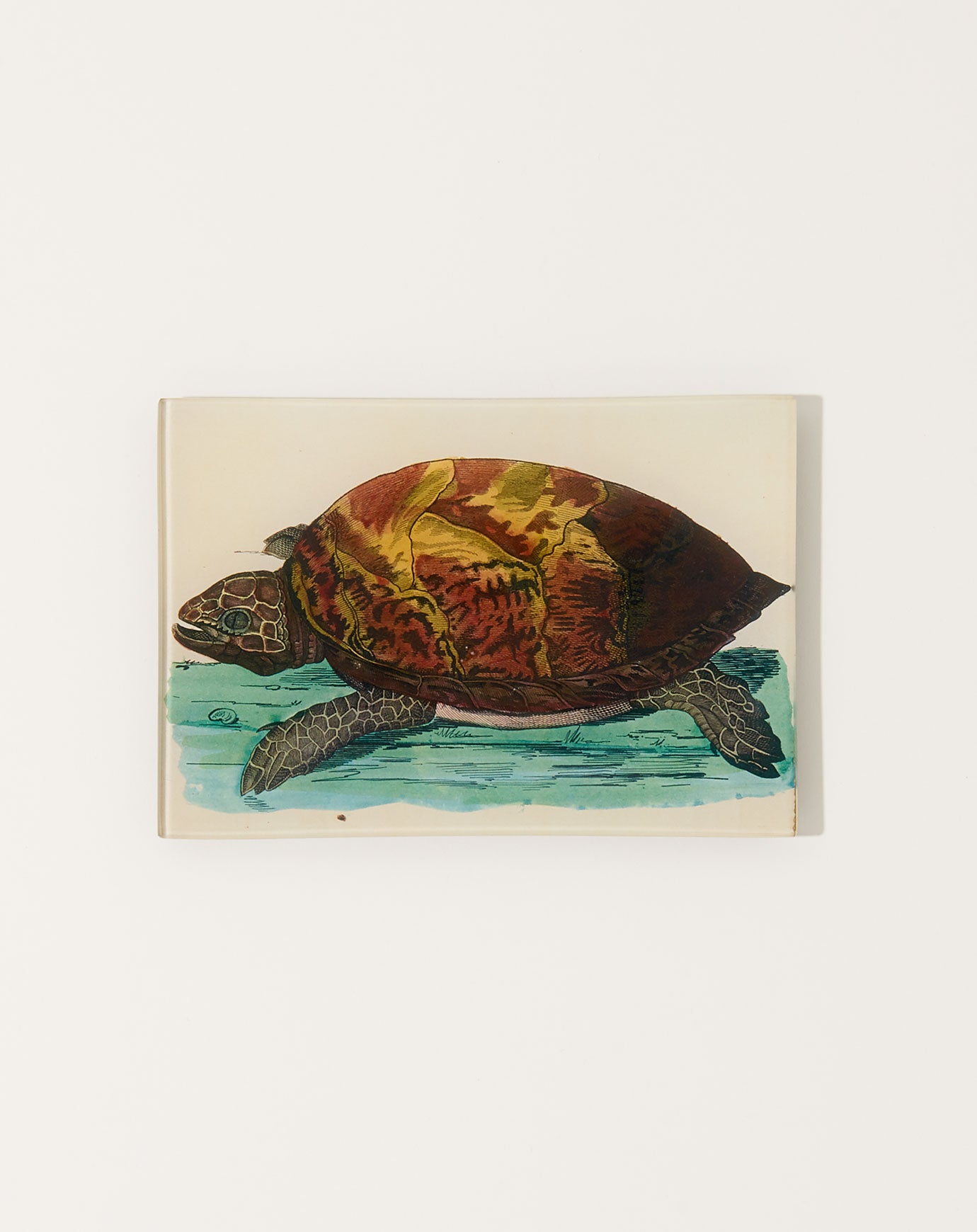 John Derian Turtle C Mini Tray