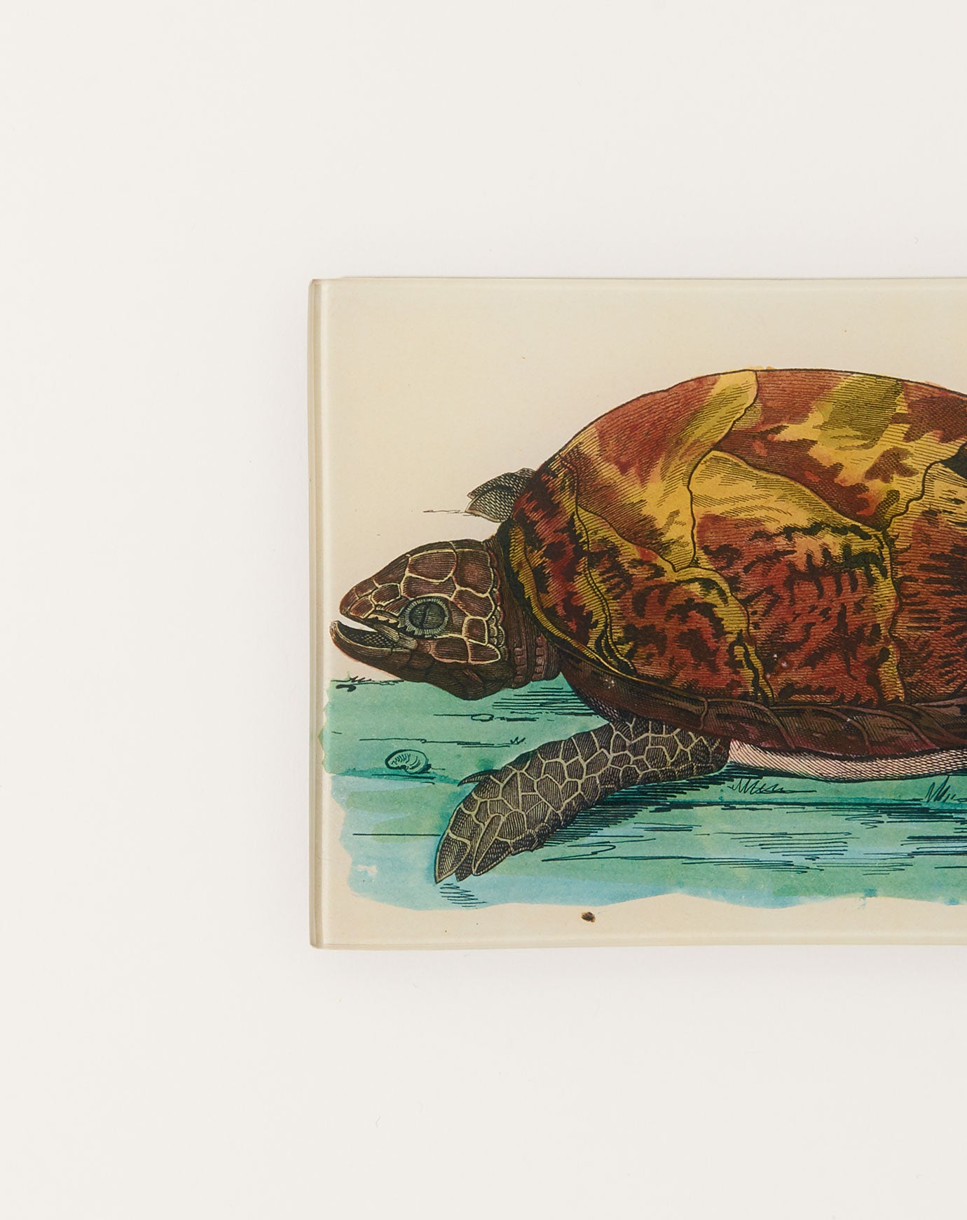 John Derian Turtle C Mini Tray