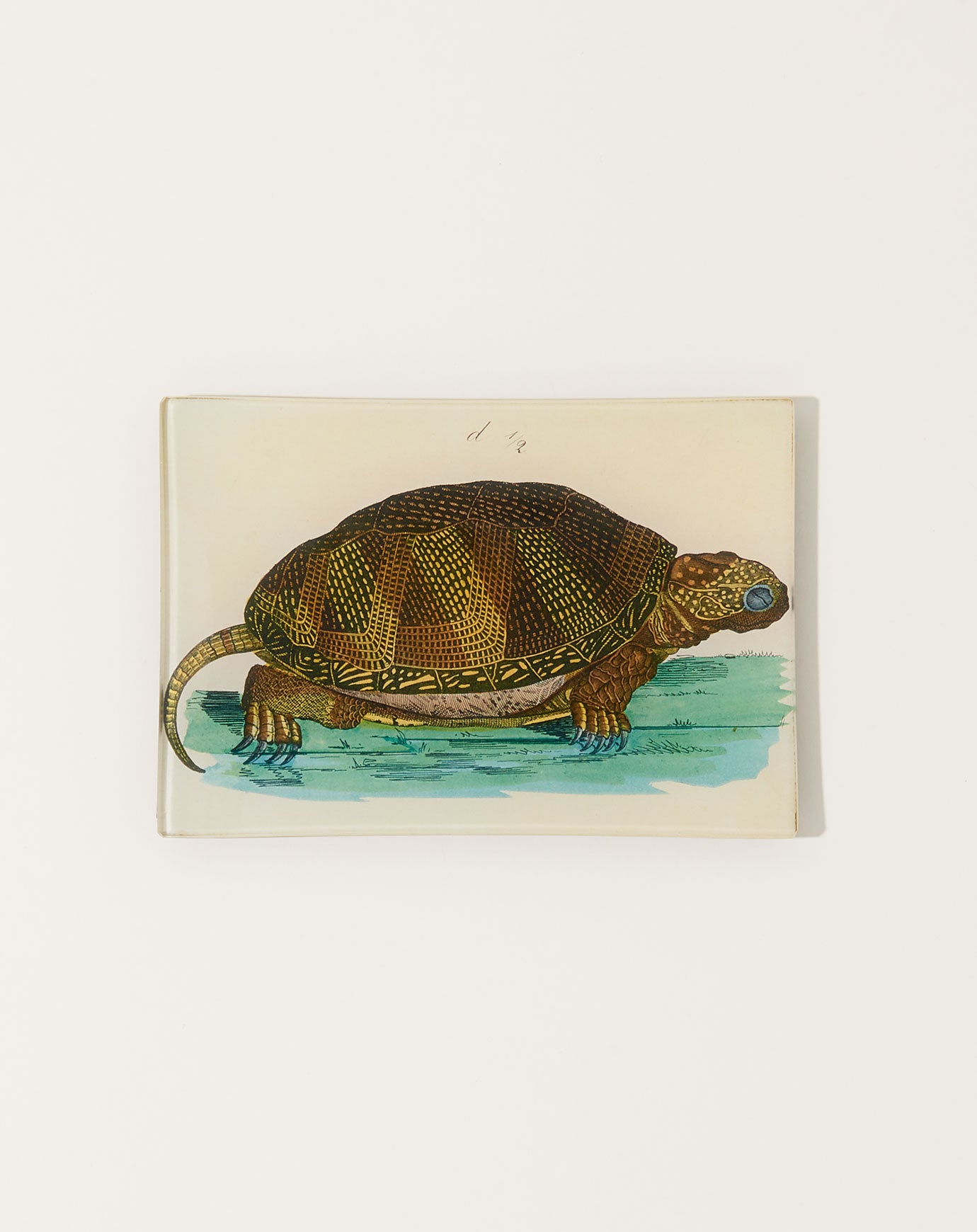 John Derian Turtle D Mini Tray